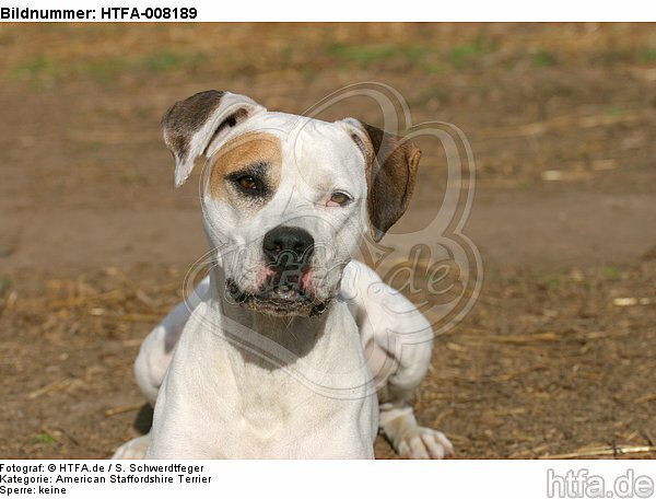 American Staffordshire Terrier Portrait / HTFA-008189