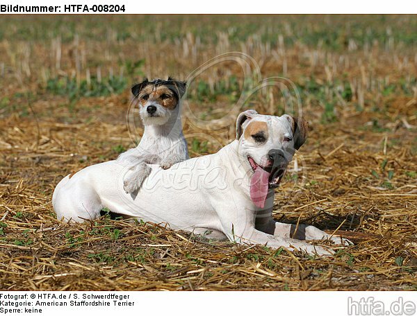American Staffordshire Terrier & Parson Russell Terrier / HTFA-008204