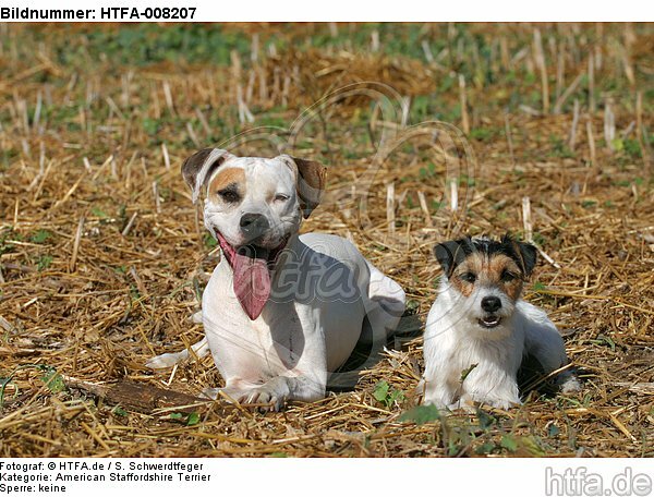 American Staffordshire Terrier & Parson Russell Terrier / HTFA-008207