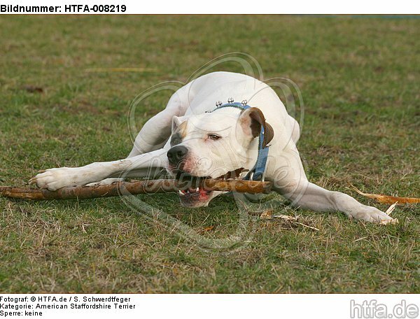 American Staffordshire Terrier knabbert an Stock / gnawing american staffordshire terrier / HTFA-008219