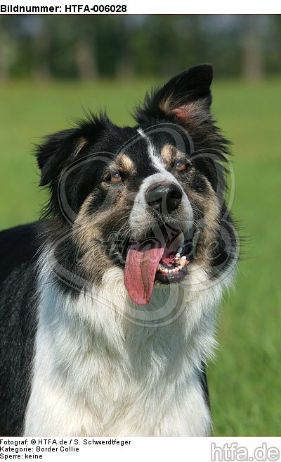 Border Collie / HTFA-006028