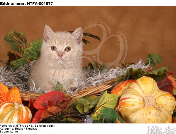Britisch Kurzhaar Kätzchen / british shorthair kitten / HTFA-001577