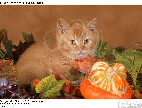 Britisch Kurzhaar Kätzchen / british shorthair kitten / HTFA-001598