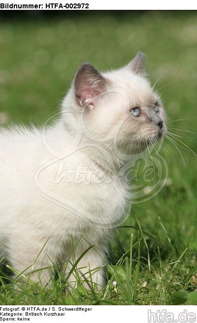 Britisch Kurzhaar Kätzchen / british shorthair kitten / HTFA-002972