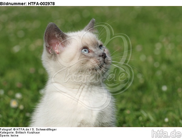 Britisch Kurzhaar Kätzchen / british shorthair kitten / HTFA-002978