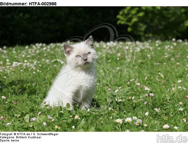 Britisch Kurzhaar Kätzchen / british shorthair kitten / HTFA-002986