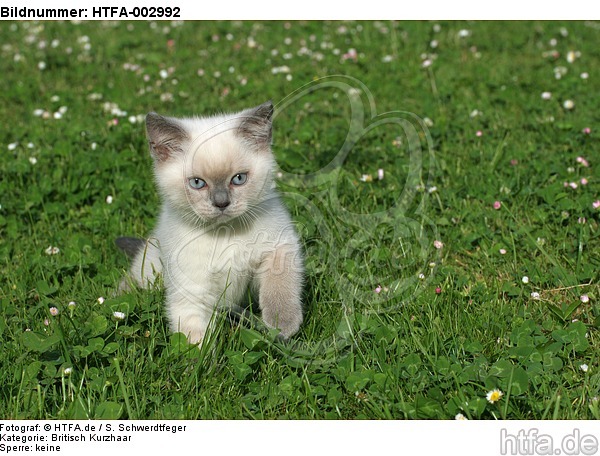 Britisch Kurzhaar Kätzchen / british shorthair kitten / HTFA-002992