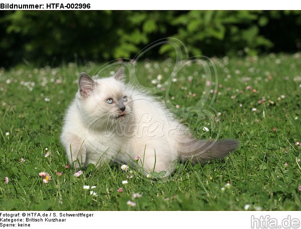 Britisch Kurzhaar Kätzchen / british shorthair kitten / HTFA-002996