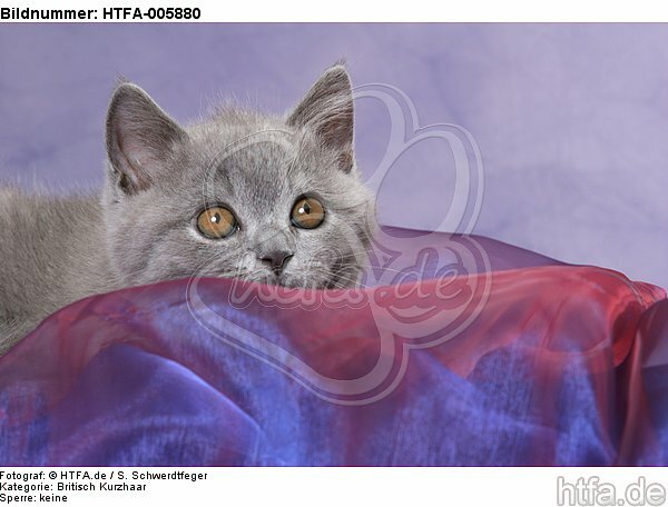 Britisch Kurzhaar Kätzchen / british shorthair kitten / HTFA-005880