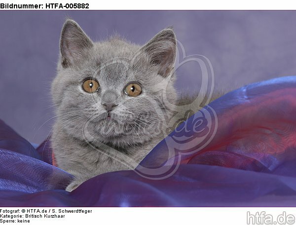 Britisch Kurzhaar Kätzchen / british shorthair kitten / HTFA-005882