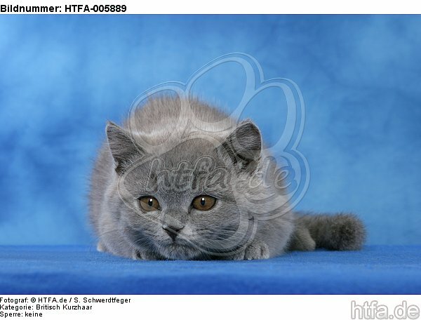 Britisch Kurzhaar Kätzchen / british shorthair kitten / HTFA-005889