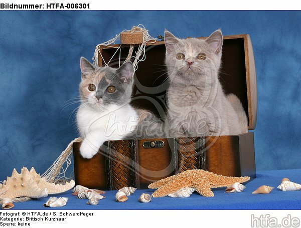 Britisch Kurzhaar Kätzchen / british shorthair kitten / HTFA-006301