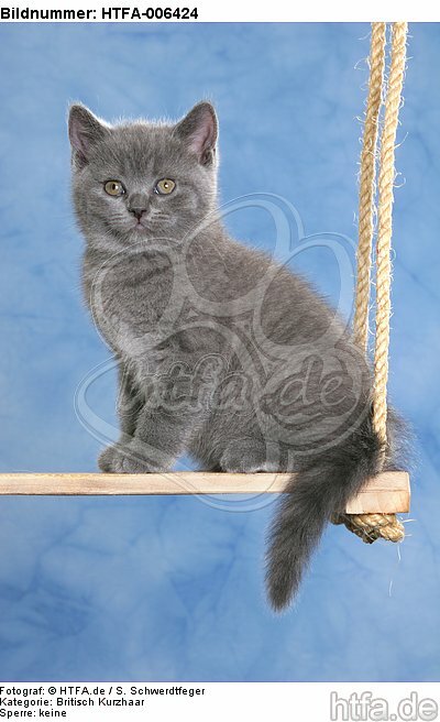 Britisch Kurzhaar Kätzchen / british shorthair kitten / HTFA-006424