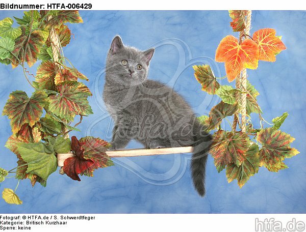 Britisch Kurzhaar Kätzchen / british shorthair kitten / HTFA-006429