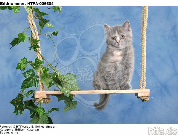 Britisch Kurzhaar Kätzchen / british shorthair kitten / HTFA-006604