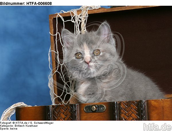 Britisch Kurzhaar Kätzchen / british shorthair kitten / HTFA-006608