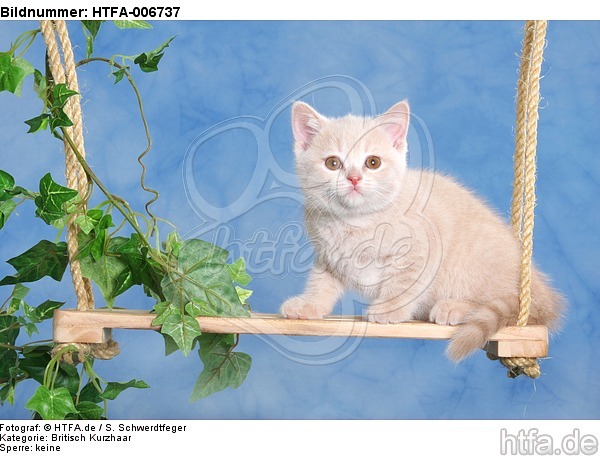 Britisch Kurzhaar Kätzchen / british shorthair kitten / HTFA-006737