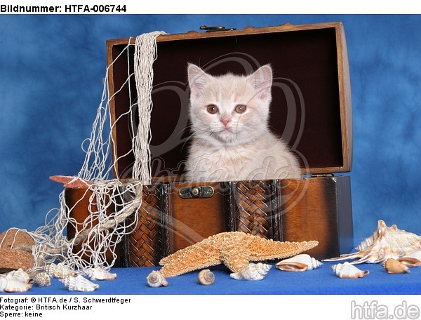 Britisch Kurzhaar Kätzchen / british shorthair kitten / HTFA-006744