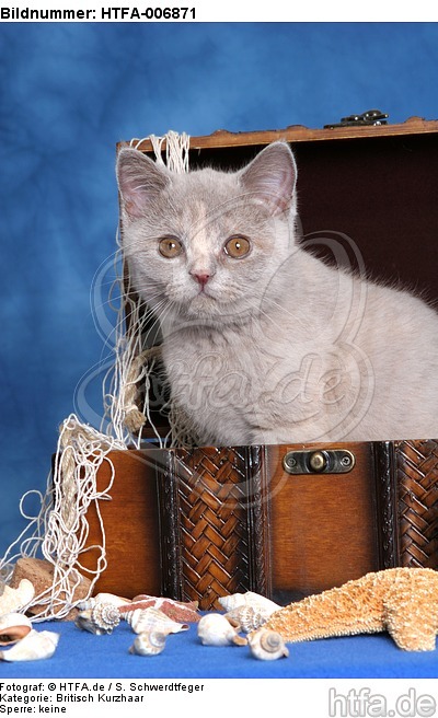 Britisch Kurzhaar Kätzchen / british shorthair kitten / HTFA-006871