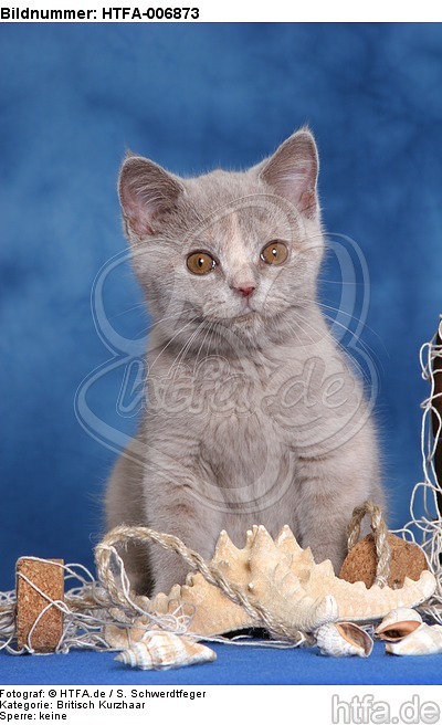 Britisch Kurzhaar Kätzchen / british shorthair kitten / HTFA-006873