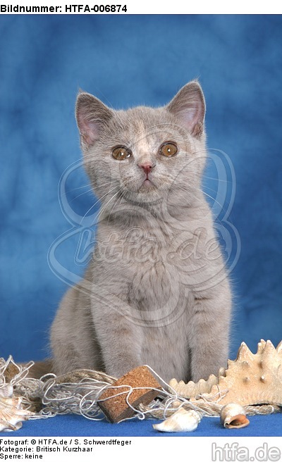 Britisch Kurzhaar Kätzchen / british shorthair kitten / HTFA-006874