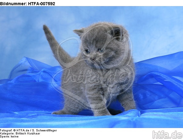 Britisch Kurzhaar Kätzchen / british shorthair kitten / HTFA-007592