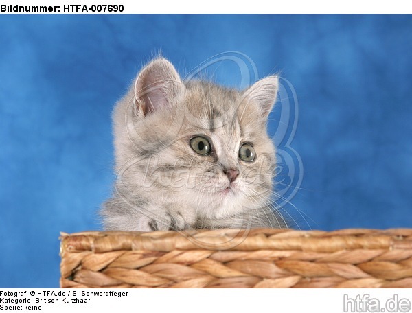 Britisch Kurzhaar Kätzchen / british shorthair kitten / HTFA-007690