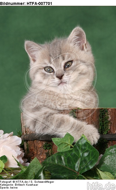 Britisch Kurzhaar Kätzchen / british shorthair kitten / HTFA-007701