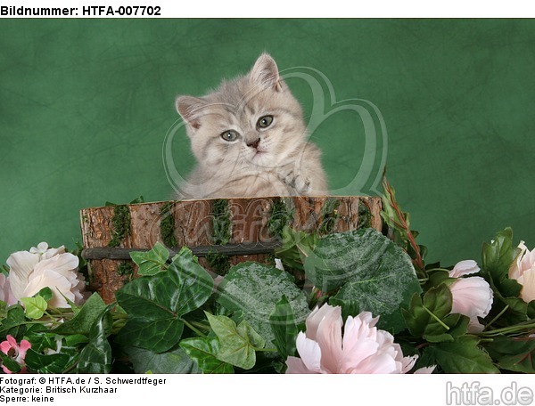 Britisch Kurzhaar Kätzchen / british shorthair kitten / HTFA-007702