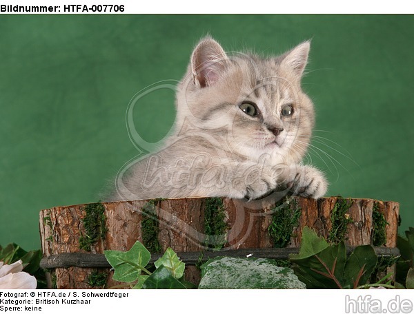 Britisch Kurzhaar Kätzchen / british shorthair kitten / HTFA-007706