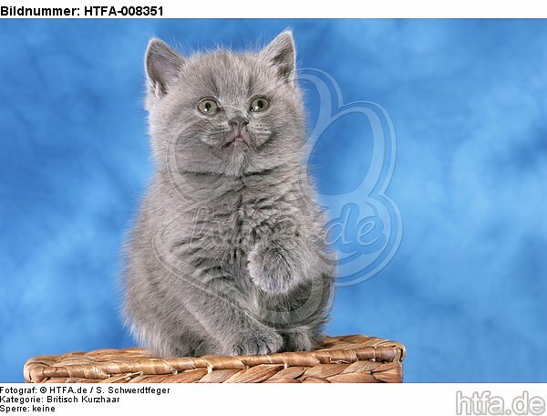 sitzendes Britisch Kurzhaar Kätzchen / sitting british shorthair kitten / HTFA-008351