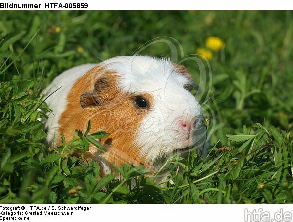 Crested Meerschwein / crested guninea pig / HTFA-005859