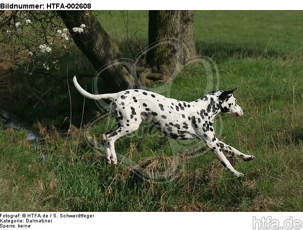Dalmatiner / dalmatian / HTFA-002608