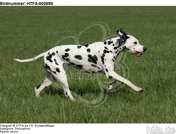 Dalmatiner / dalmatian / HTFA-002659