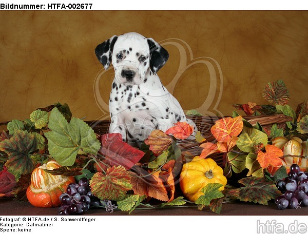Dalmatiner Welpe / dalmatian puppy / HTFA-002677