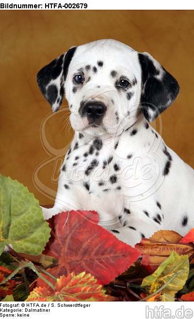 Dalmatiner Welpe / dalmatian puppy / HTFA-002679