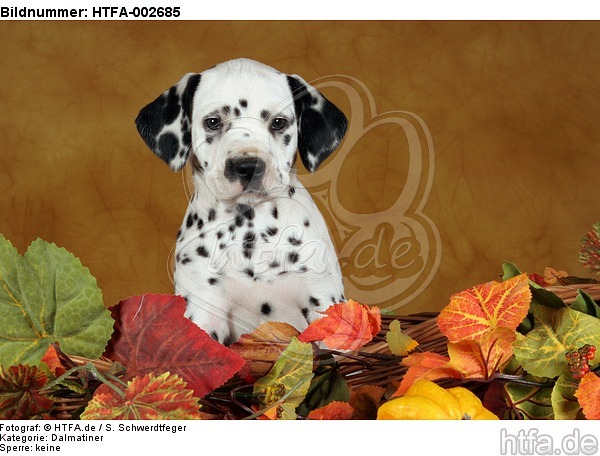 Dalmatiner Welpe / dalmatian puppy / HTFA-002685