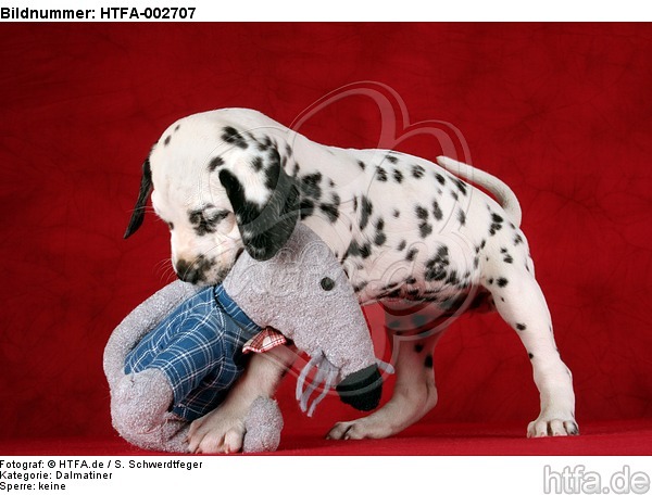 Dalmatiner Welpe / dalmatian puppy / HTFA-002707