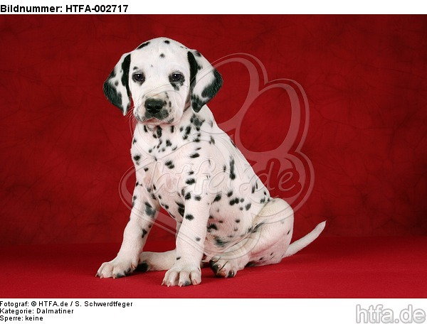Dalmatiner Welpe / dalmatian puppy / HTFA-002717