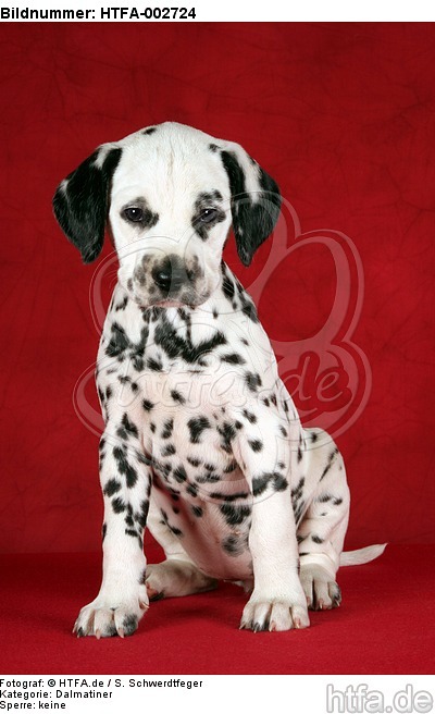 Dalmatiner Welpe / dalmatian puppy / HTFA-002724