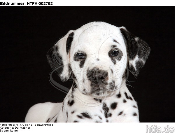 Dalmatiner Welpe / dalmatian puppy / HTFA-002752