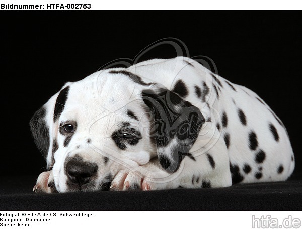 Dalmatiner Welpe / dalmatian puppy / HTFA-002753