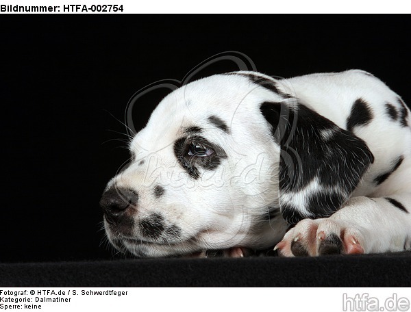 Dalmatiner Welpe / dalmatian puppy / HTFA-002754