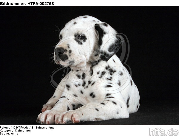Dalmatiner Welpe / dalmatian puppy / HTFA-002758