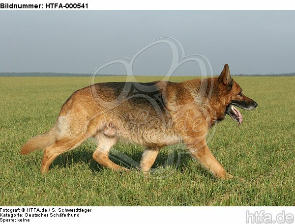 laufender Deutscher Schäferhund / walking German Shepherd / HTFA-000541