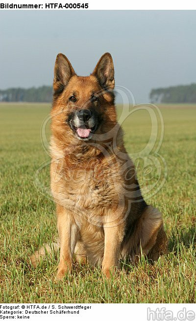 sitzender Deutscher Schäferhund / sitting German Shepherd / HTFA-000545