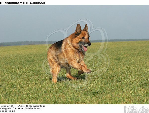 rennender Deutscher Schäferhund / running German Shepherd / HTFA-000550