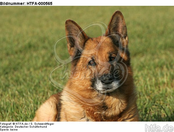 Deutscher Schäferhund Portrait / German Shepherd Portrait / HTFA-000565