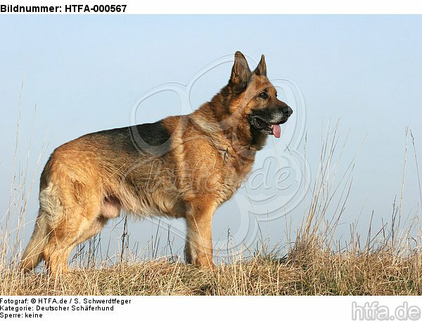 stehender Deutscher Schäferhund / standing German Shepherd / HTFA-000567
