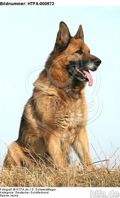 sitzender Deutscher Schäferhund / sitting German Shepherd / HTFA-000573
